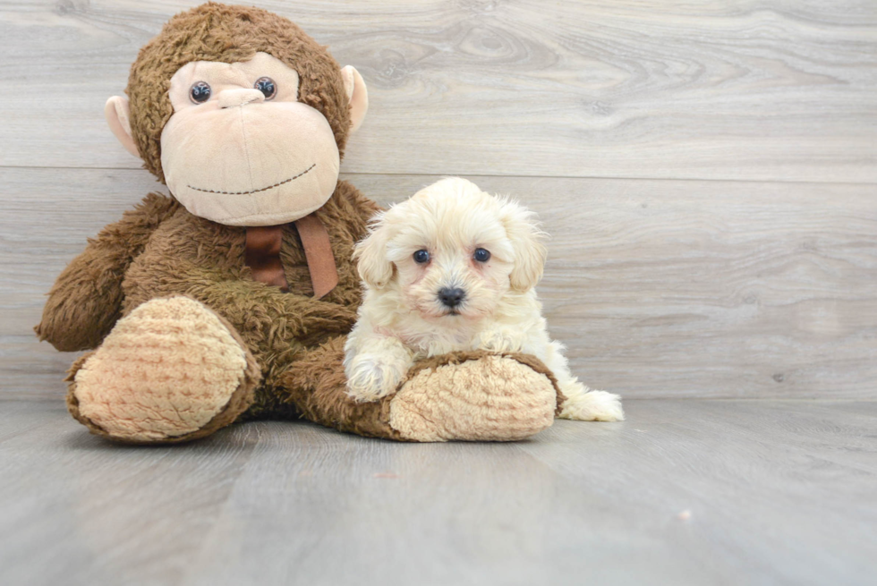 Adorable Maltese Poodle Poodle Mix Puppy