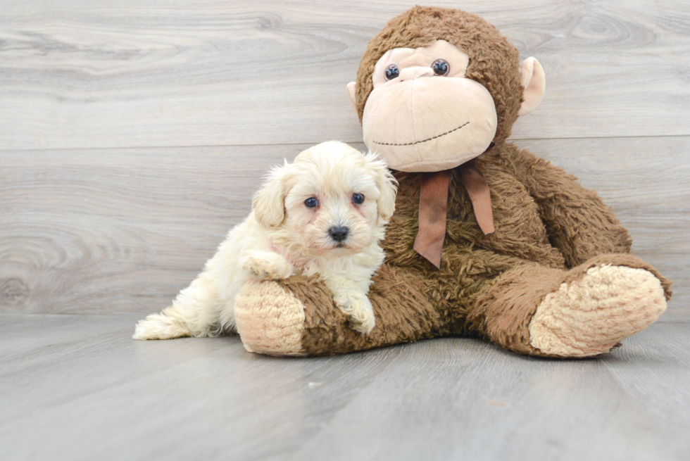 Funny Maltipoo Poodle Mix Pup