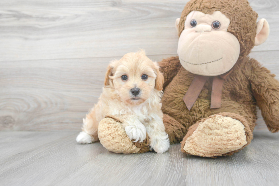 Maltipoo Pup Being Cute