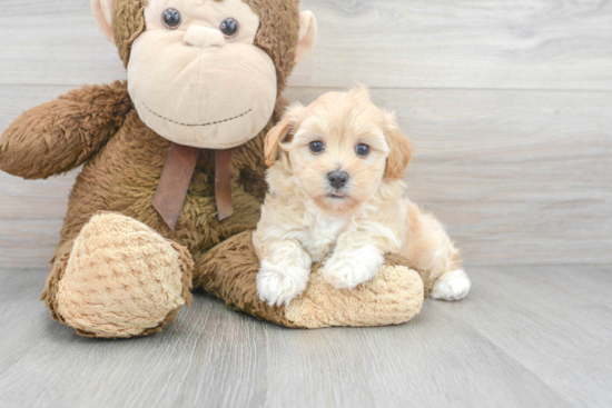 Maltipoo Pup Being Cute