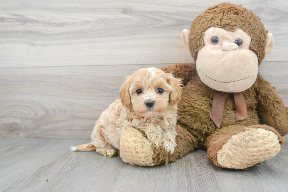 Fluffy Maltipoo Poodle Mix Pup