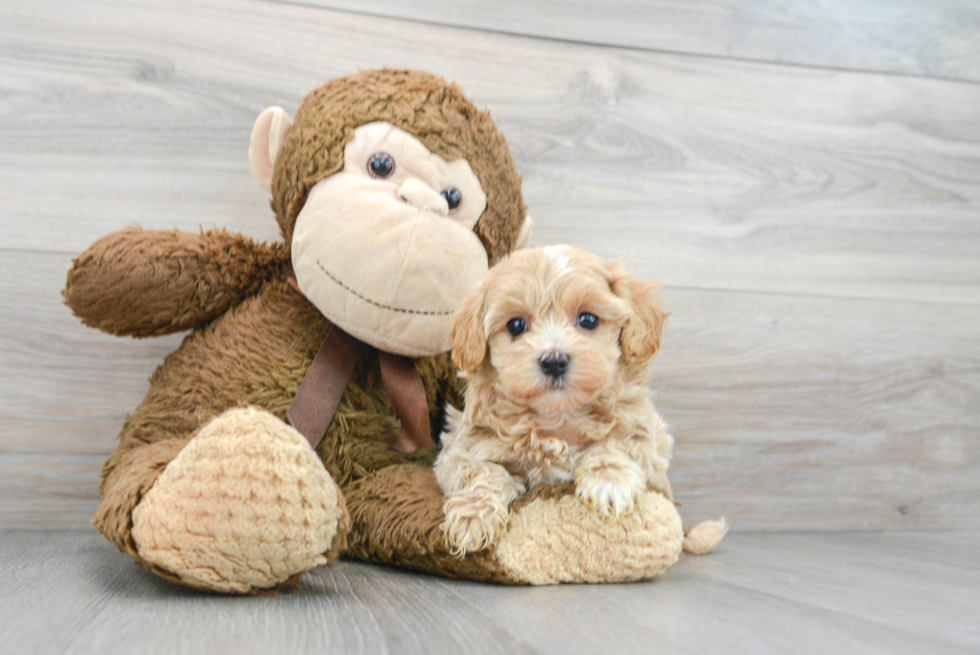 Hypoallergenic Maltepoo Poodle Mix Puppy