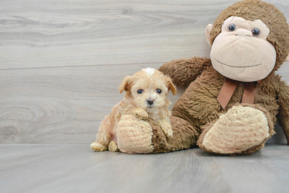 Hypoallergenic Maltese Poodle Poodle Mix Puppy