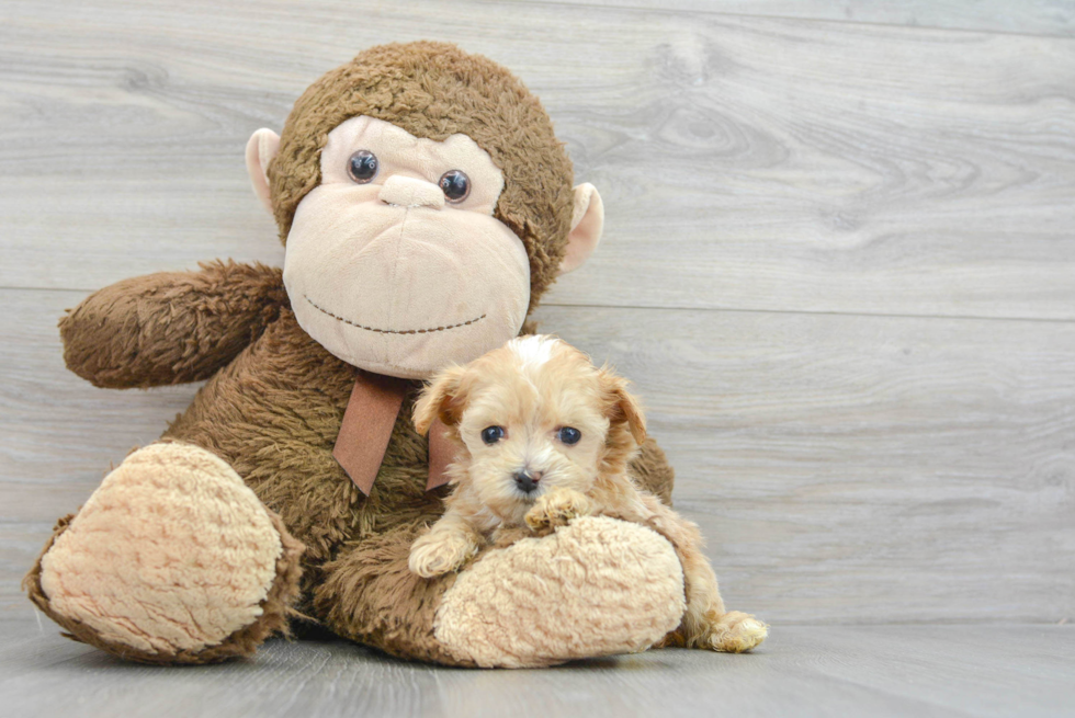 Friendly Maltipoo Baby