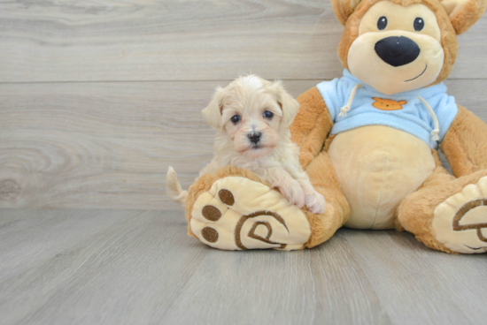 Best Maltipoo Baby