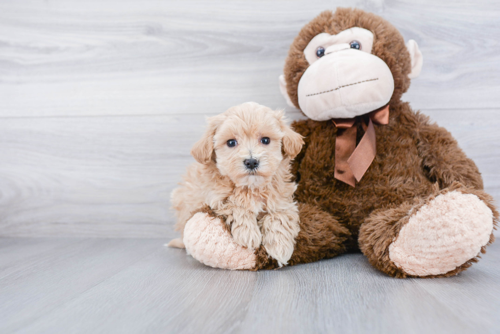 Petite Maltipoo Poodle Mix Pup