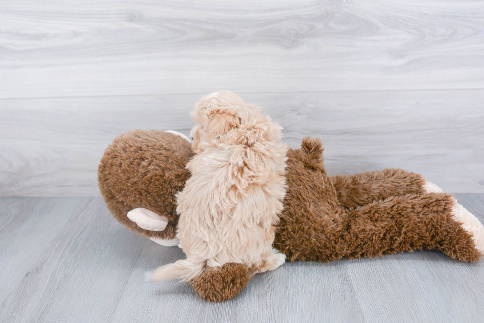 Fluffy Maltipoo Poodle Mix Pup