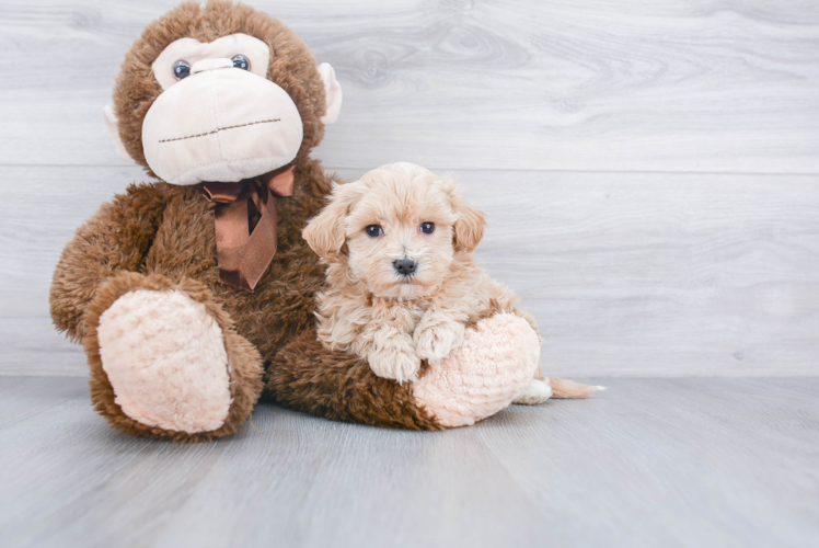 Friendly Maltipoo Baby