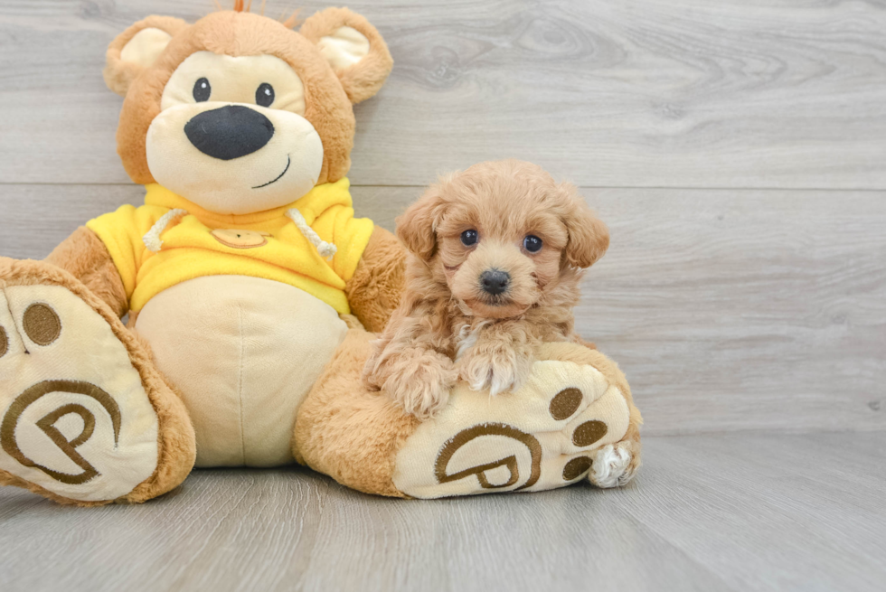 Maltipoo Pup Being Cute