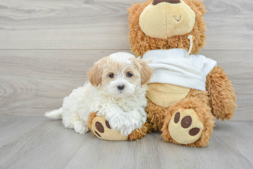 Popular Maltipoo Poodle Mix Pup