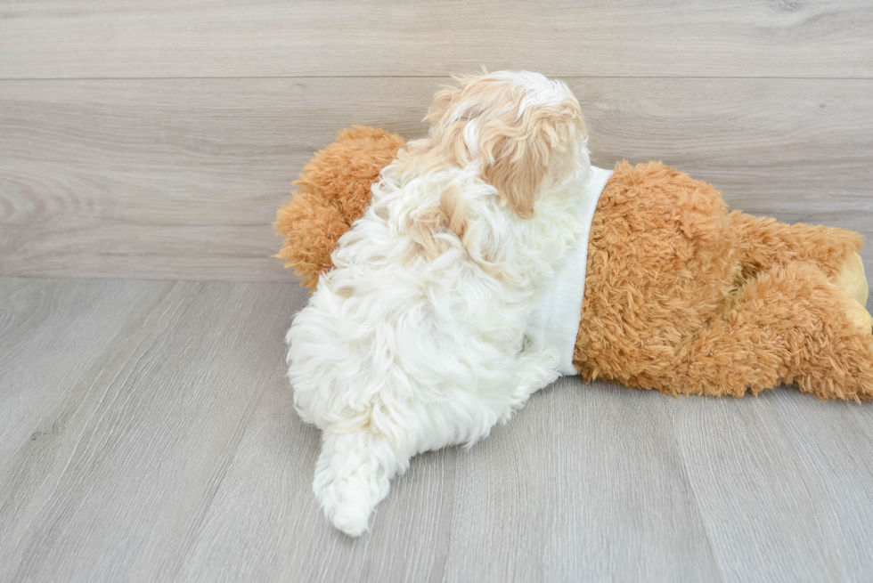 Maltipoo Pup Being Cute