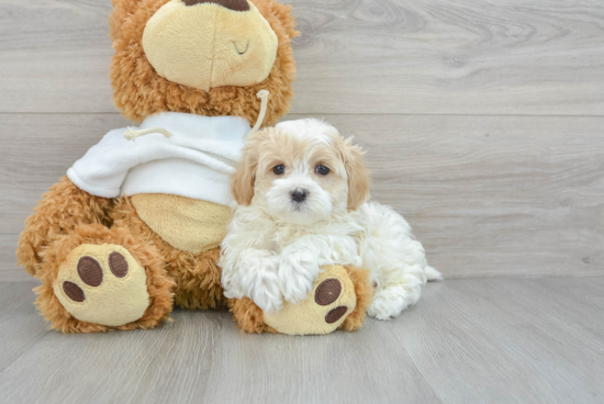 Maltipoo Puppy for Adoption