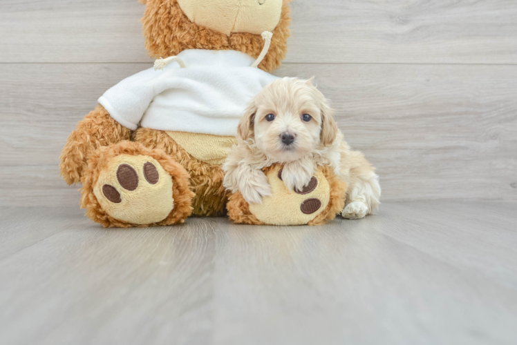 Maltipoo Pup Being Cute