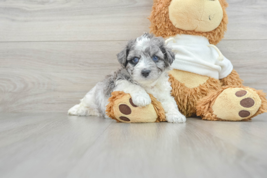 Maltipoo Puppy for Adoption