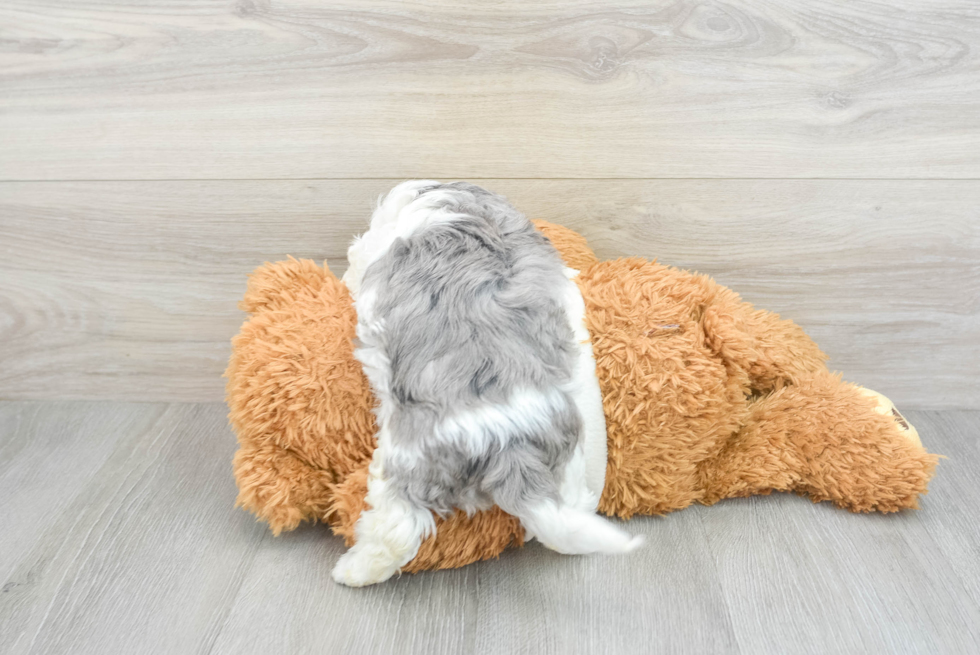 Maltipoo Pup Being Cute