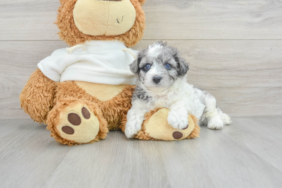 Maltipoo Pup Being Cute