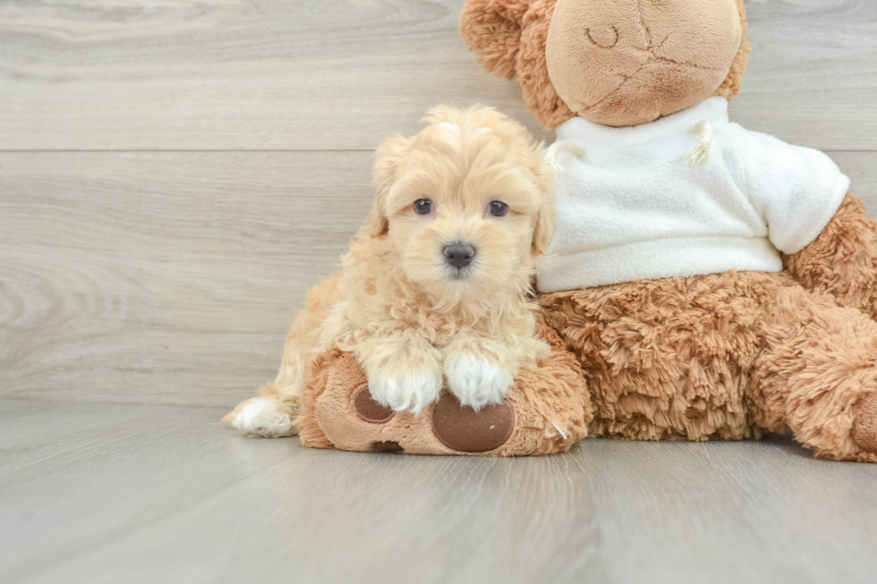 Funny Maltipoo Poodle Mix Pup