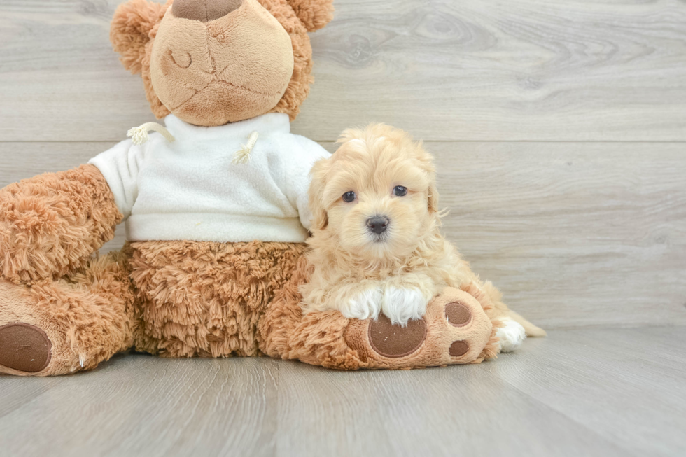 Happy Maltipoo Baby