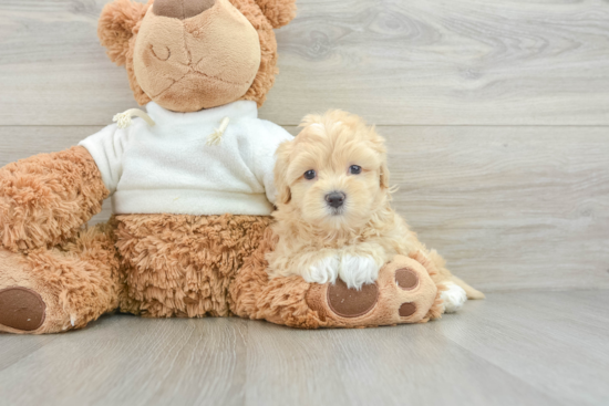 Happy Maltipoo Baby