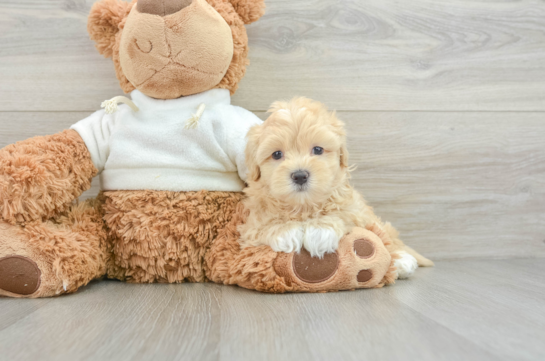 Happy Maltipoo Baby