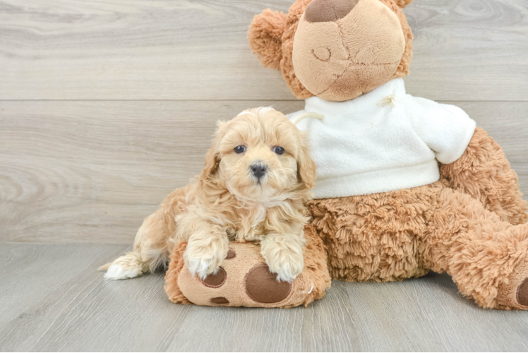 Maltipoo Puppy for Adoption