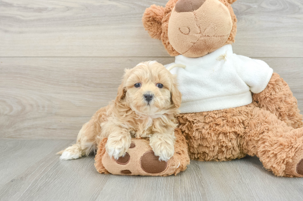 7 week old Maltipoo Puppy For Sale - Premier Pups