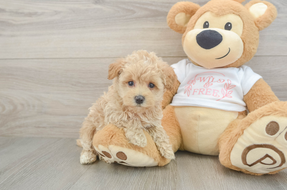 5 week old Maltipoo Puppy For Sale - Premier Pups