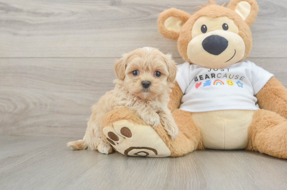 5 week old Maltipoo Puppy For Sale - Premier Pups