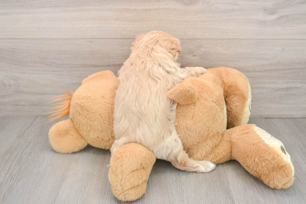 Maltipoo Pup Being Cute