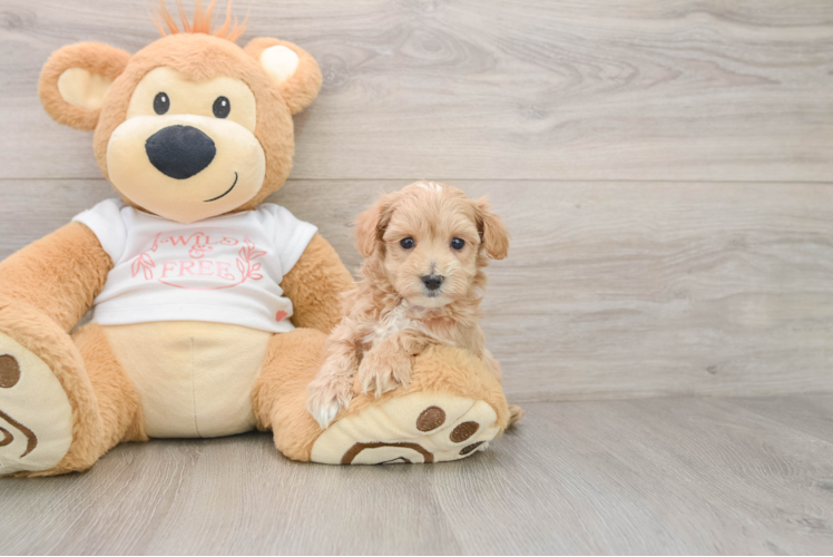 Cute Maltipoo Baby