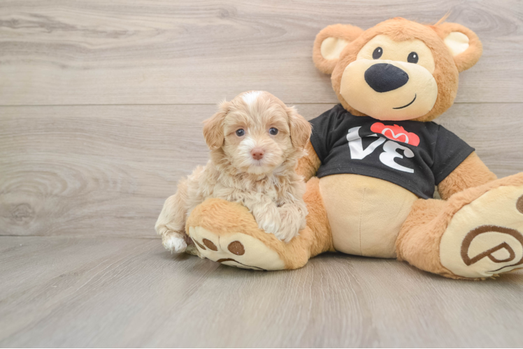 Maltipoo Puppy for Adoption