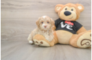 Maltipoo Puppy for Adoption