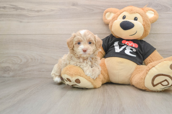 Maltipoo Puppy for Adoption