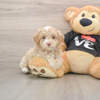 Maltipoo Puppy for Adoption