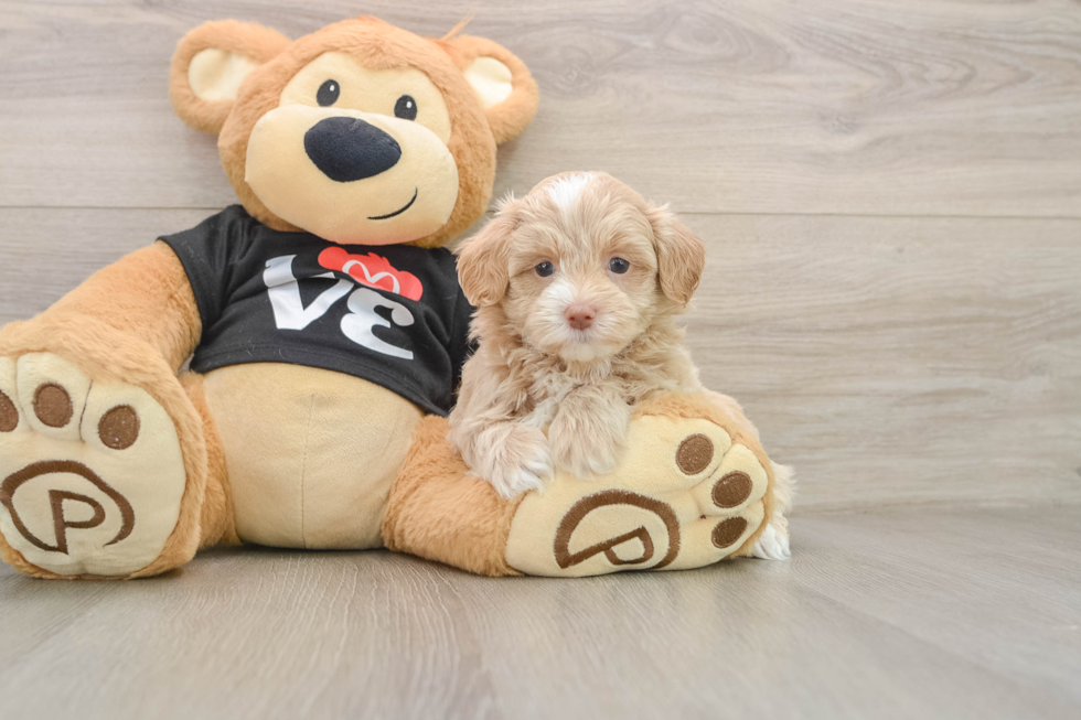 Happy Maltipoo Baby