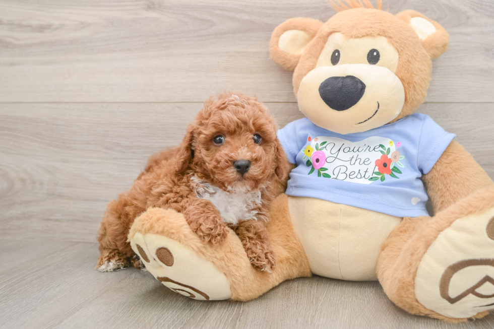Maltipoo Pup Being Cute