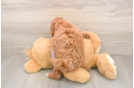 Best Maltipoo Baby
