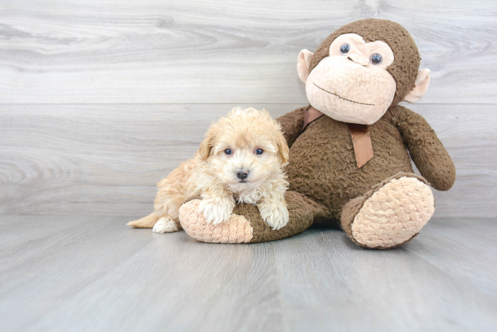 Best Maltipoo Baby