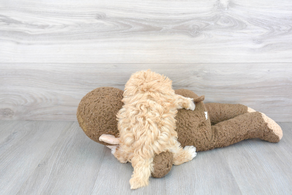 Maltipoo Pup Being Cute