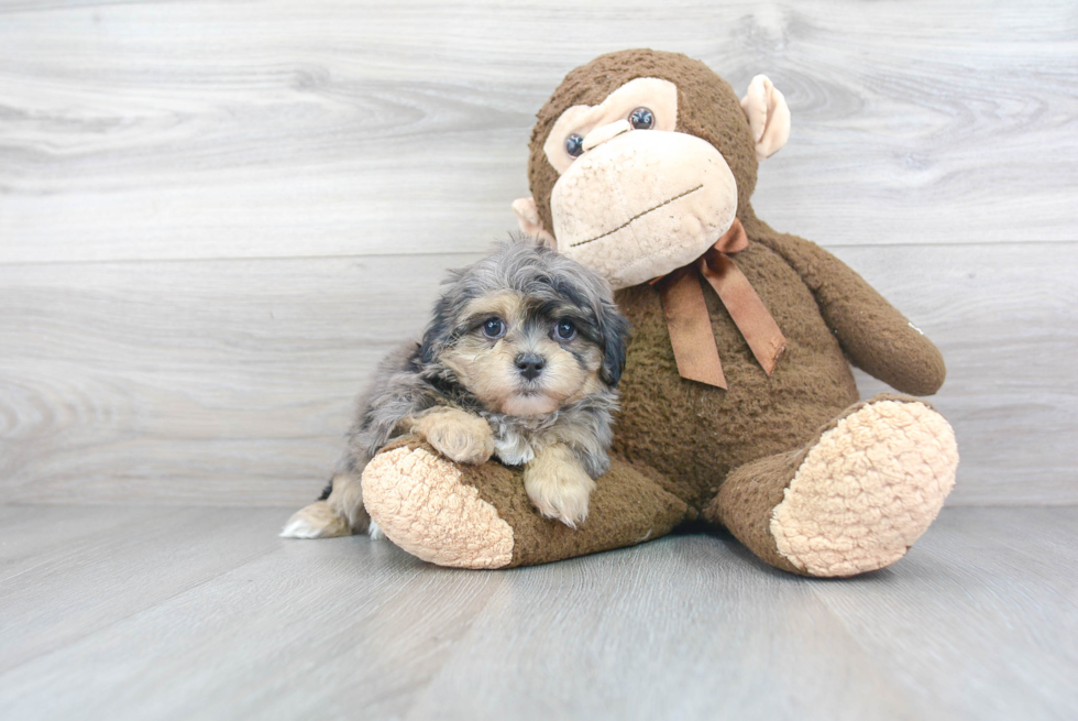 Maltipoo Pup Being Cute