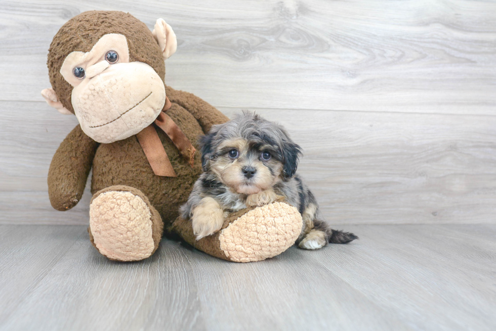 Fluffy Maltipoo Poodle Mix Pup