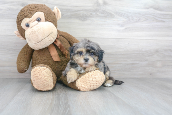 Fluffy Maltipoo Poodle Mix Pup