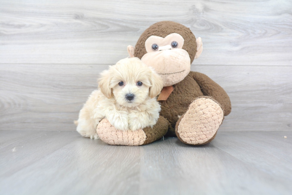 Sweet Maltipoo Baby