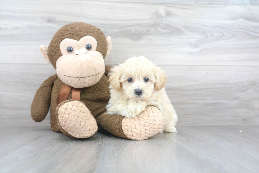 Petite Maltipoo Poodle Mix Pup