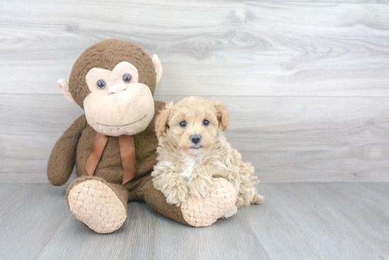 Best Maltipoo Baby