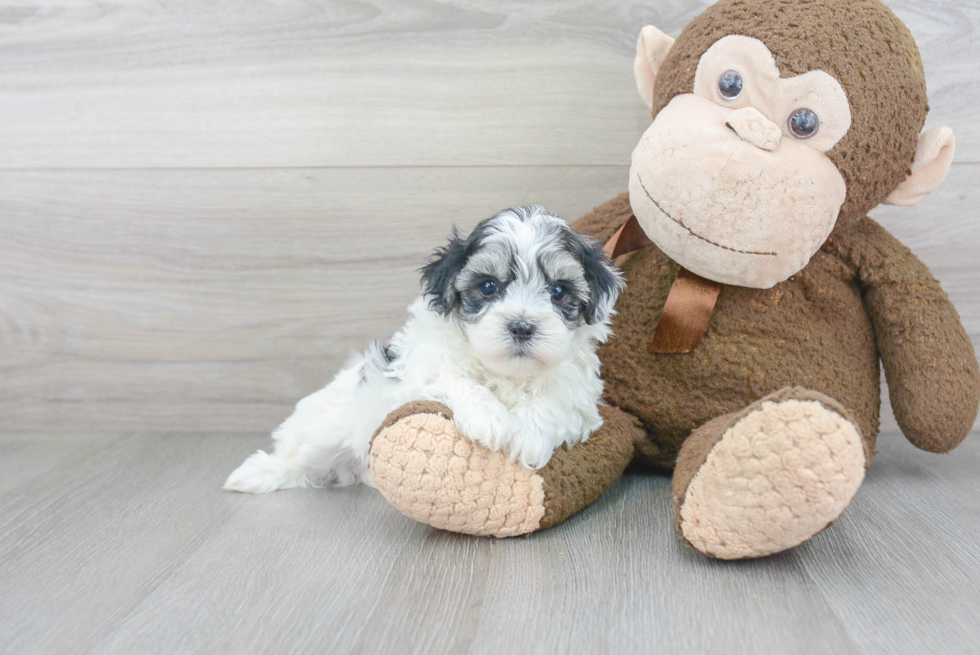 Maltipoo Puppy for Adoption