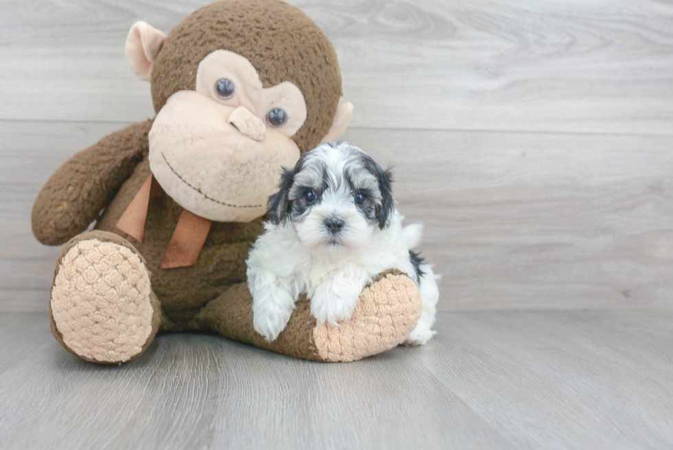 Small Maltipoo Baby