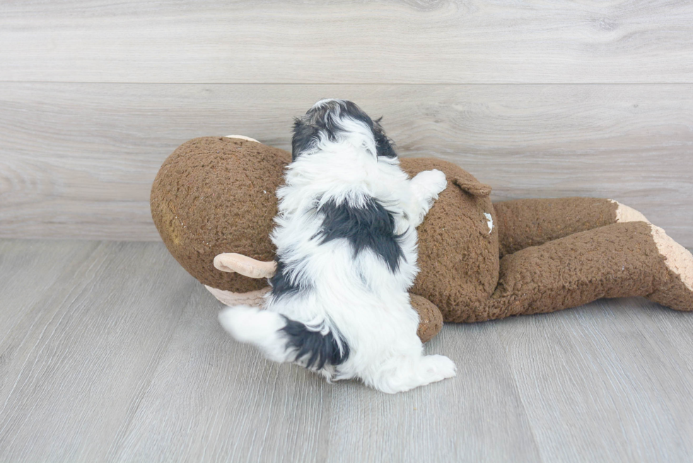 Energetic Maltepoo Poodle Mix Puppy