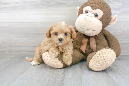 Popular Maltipoo Poodle Mix Pup