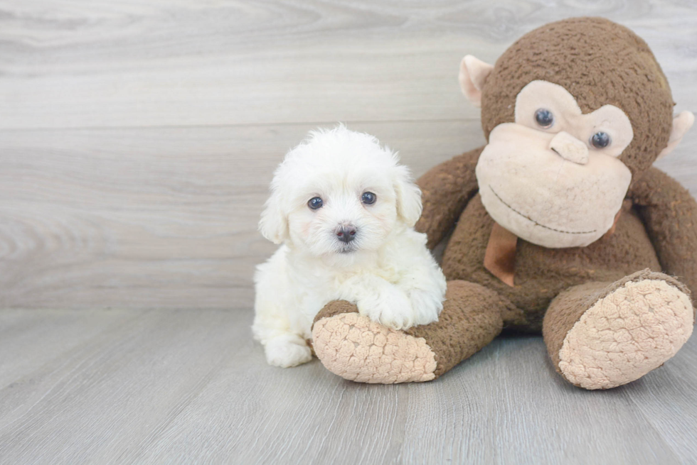 Friendly Maltipoo Baby